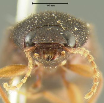 Media type: image;   Entomology 2553 Aspect: head frontal view